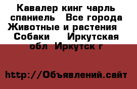 Кавалер кинг чарль спаниель - Все города Животные и растения » Собаки   . Иркутская обл.,Иркутск г.